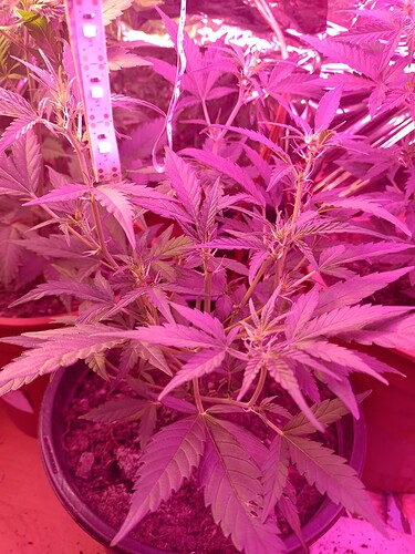 IMG_20240419_190831440