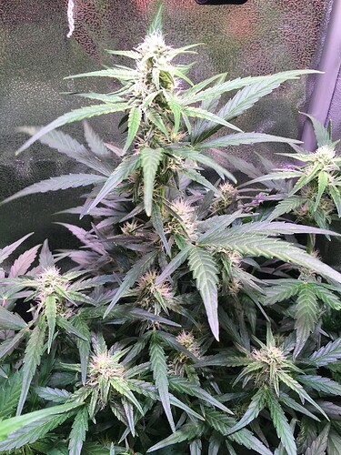 Growreport Bild 1