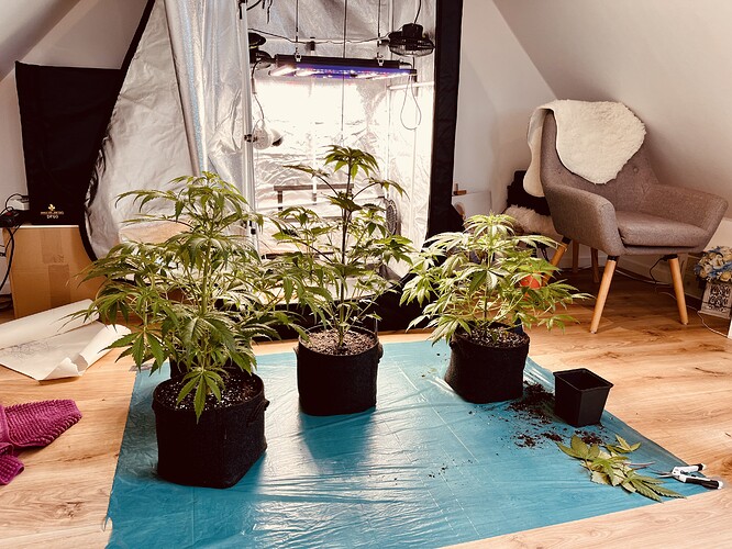 Growreport Bild 9