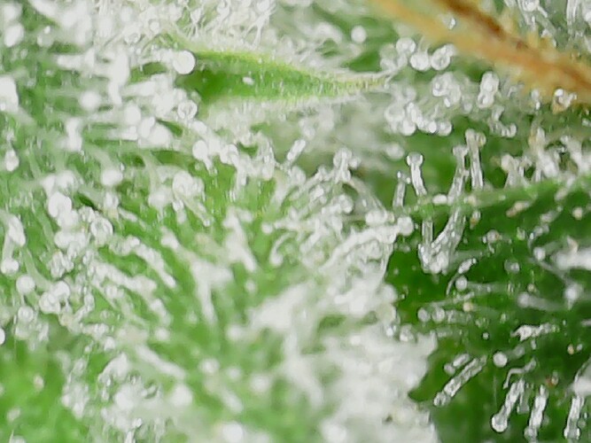 Growreport Bild 75