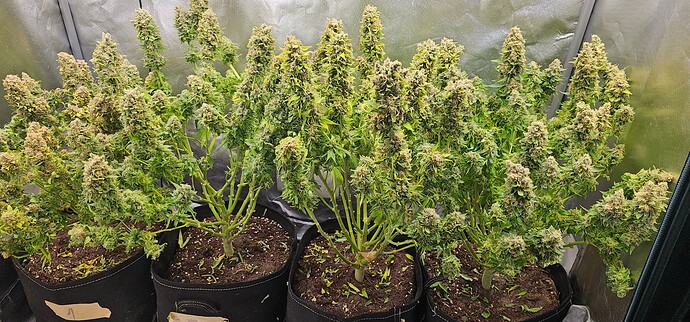 Growreport Bild 13