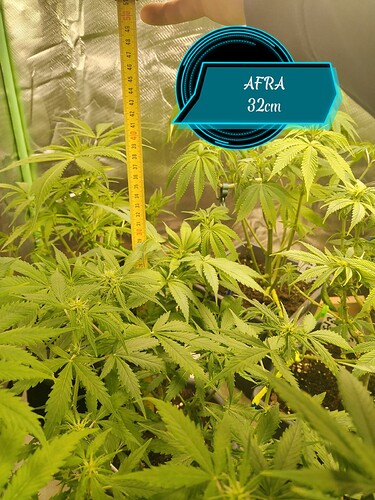 Growreport Bild 5