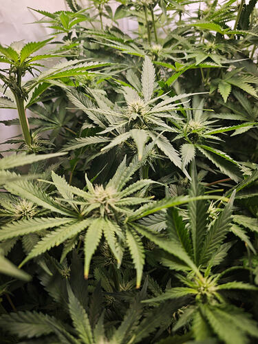 Growreport Bild 42