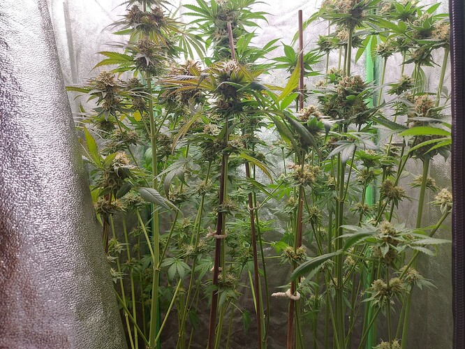 Growreport Bild 4