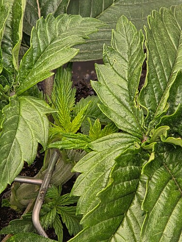 Growreport Bild 6