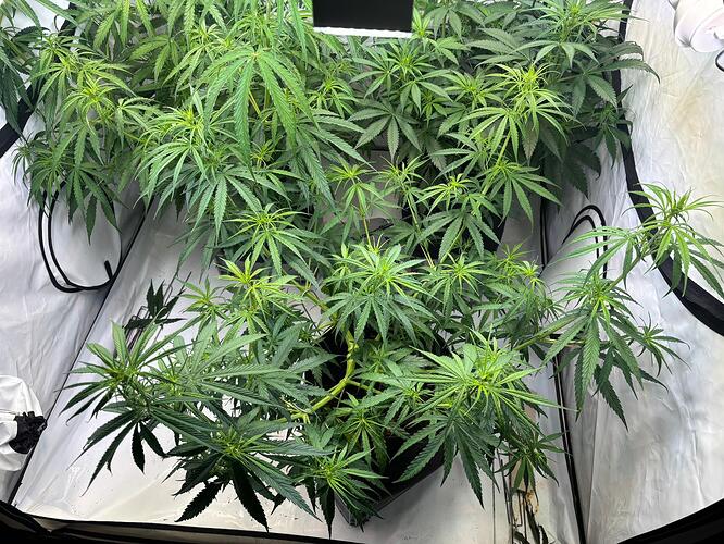 Growreport Bild 3