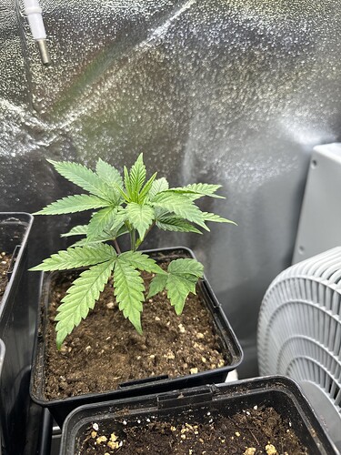 Growreport Bild 4
