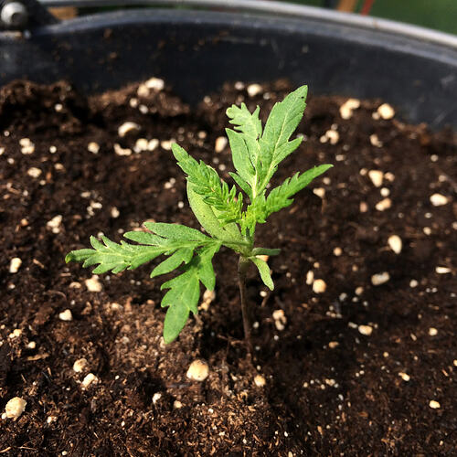 Grow26071911