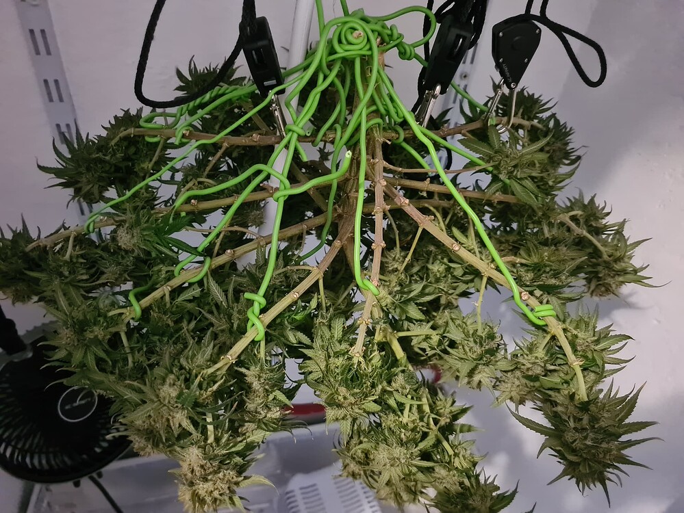 Kru’Zevixi – Die Bonsai-Lady | Growreport – (Abgeschlossen+Abschlussbericht)