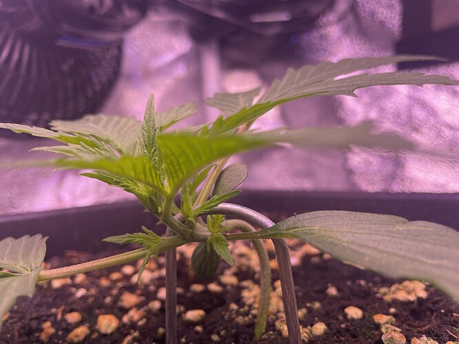 Growreport Bild 7