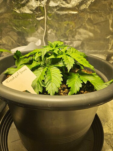 Growreport Bild 29