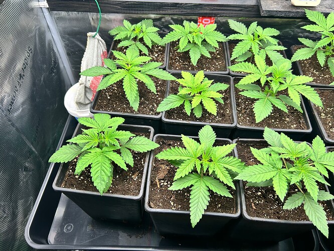 Growreport Bild 14