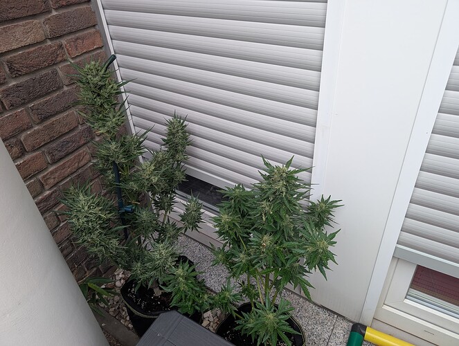 PXL_20250706_053237589