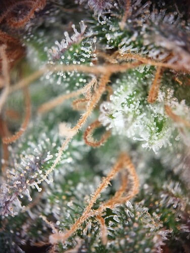 Growreport Bild 11
