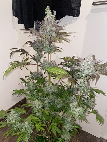 Growreport Bild 5