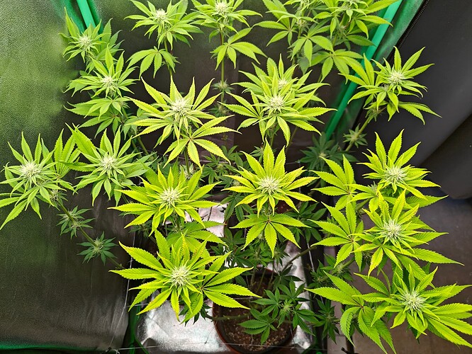 Growreport Bild 3