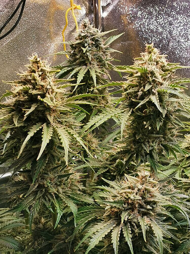 Growreport Bild 7