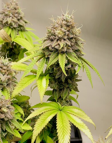Growreport Bild 3