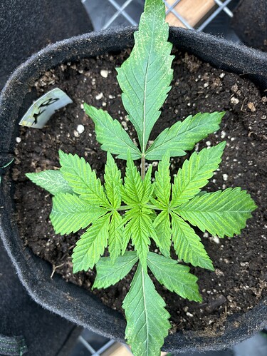 Growreport Bild 5