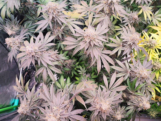 Growreport Bild 44