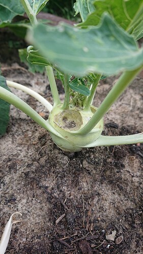 Growreport Bild 9