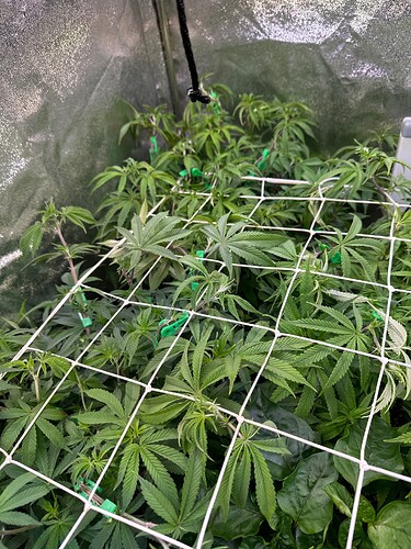 Growreport Bild 60