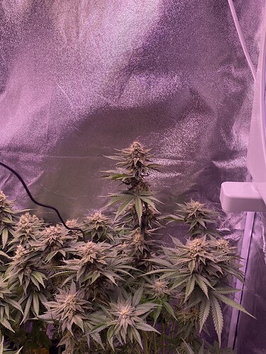 Growreport Bild 2
