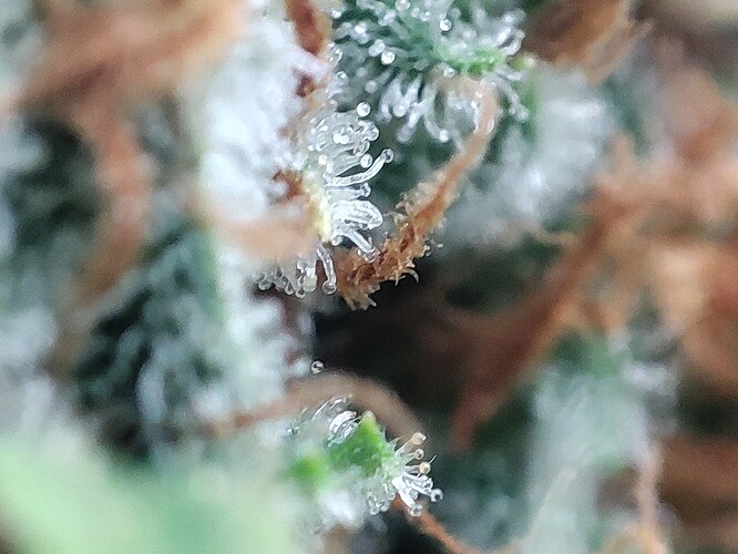 Growreport Bild 4