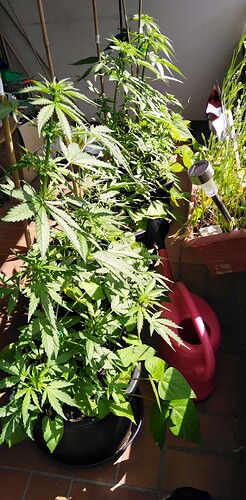 Growreport Bild 12