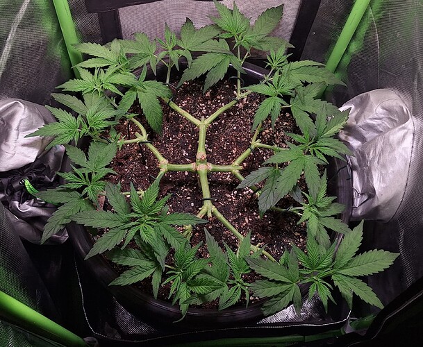 Growreport Bild 6