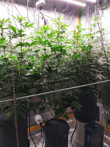 Growreport Bild 7
