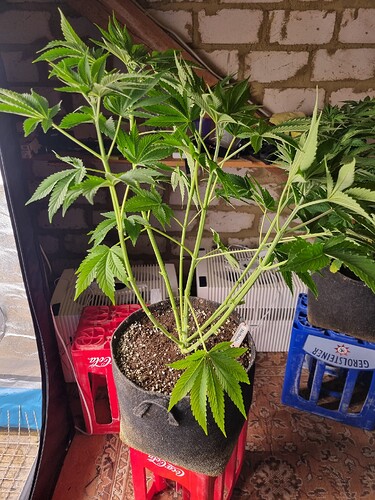 Eine einzelne Cannabis-Pflanze in einem Vliesstofftopf auf einem roten Hocker, mit mehreren Haupttrieben, die sich nach oben verzweigen. Im Hintergrund sind Ziegelwände und einige Lüftungsgeräte zu sehen.