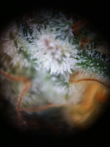 Growreport Bild 5