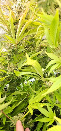 Growreport Bild 35