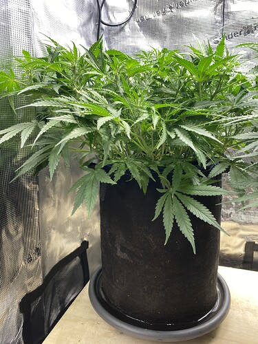 Growreport Bild 13