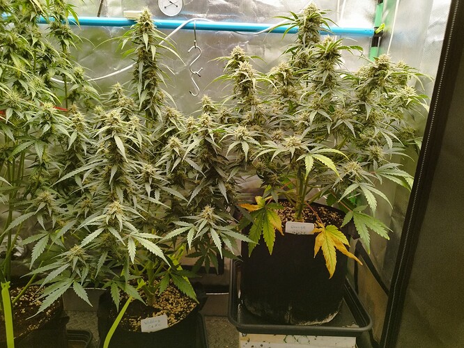 Growreport Bild 4