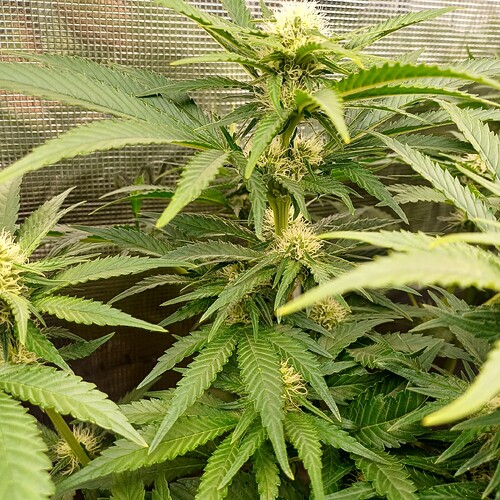 Growreport Bild 26