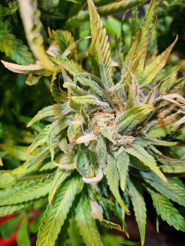 Nahaufnahme eines Cannabis-Buds in der Blütephase mit sichtbaren Trichomen und Pistillen.