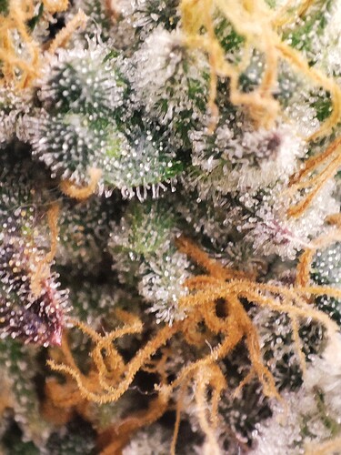 Growreport Bild 85