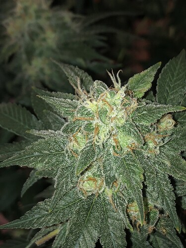 Growreport Bild 9