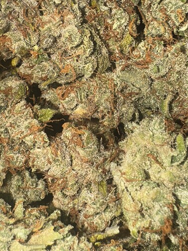 Growreport Bild 49