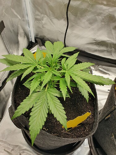 Growreport Bild 1