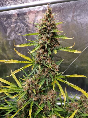 Growreport Bild 27