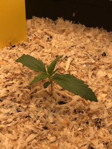 Growreport Bild 2