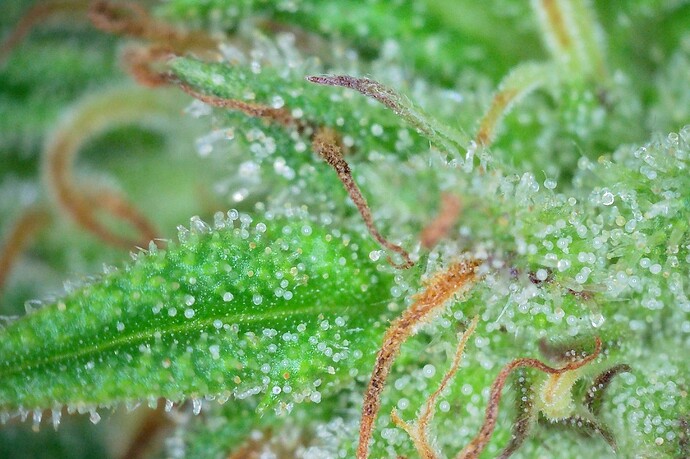 Grow25_1006_Trichome_BD1_1