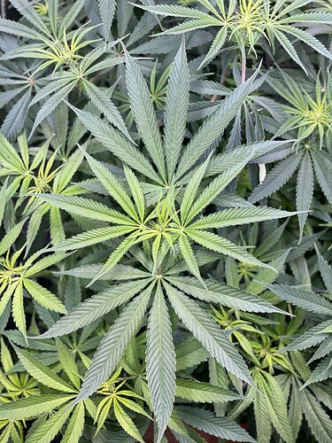 Growreport Bild 4