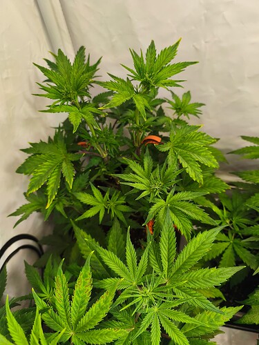 Growreport Bild 3