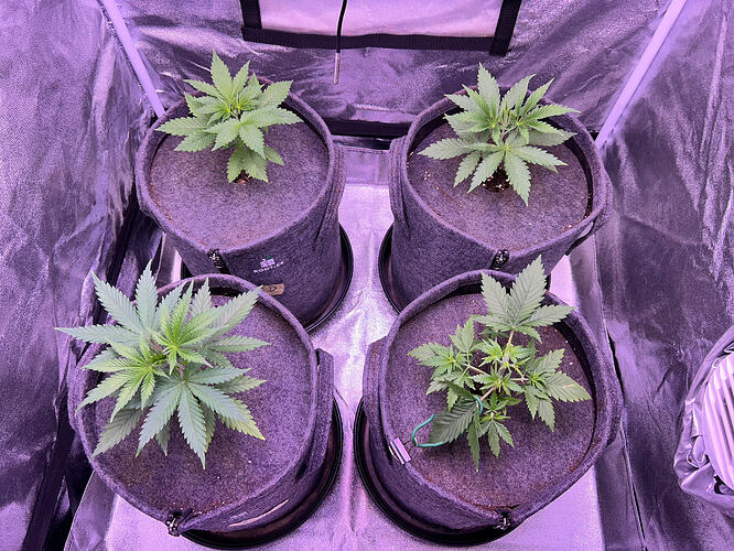 Vier Cannabis-Pflanzen in Stofftöpfen in einem Growzelt unter lila LED-Licht.