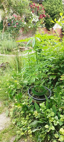 Growreport Bild 3