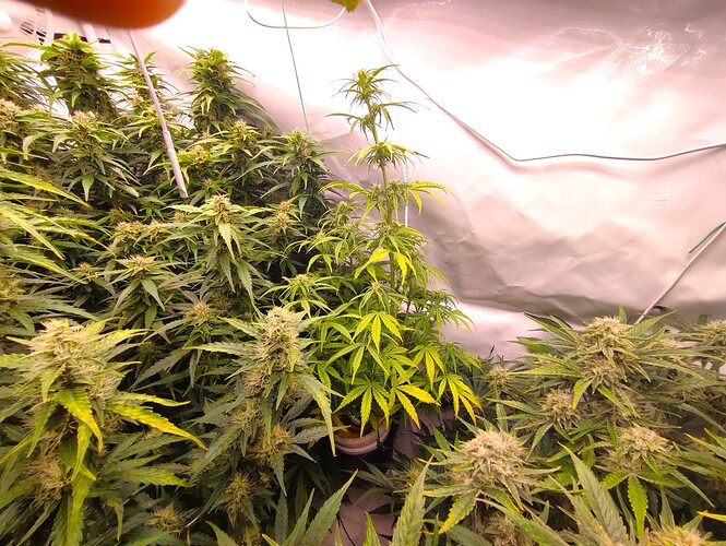 Growreport Bild 45